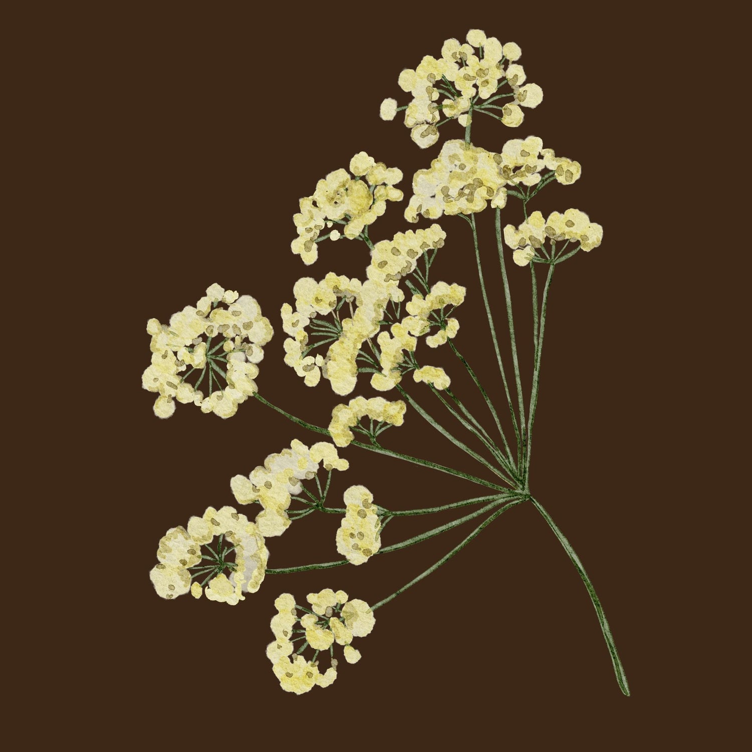 Wildflowers