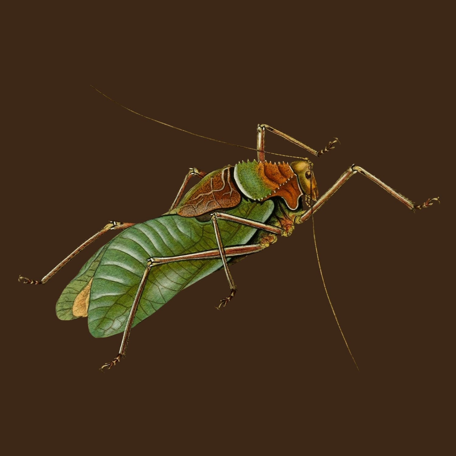 Insects