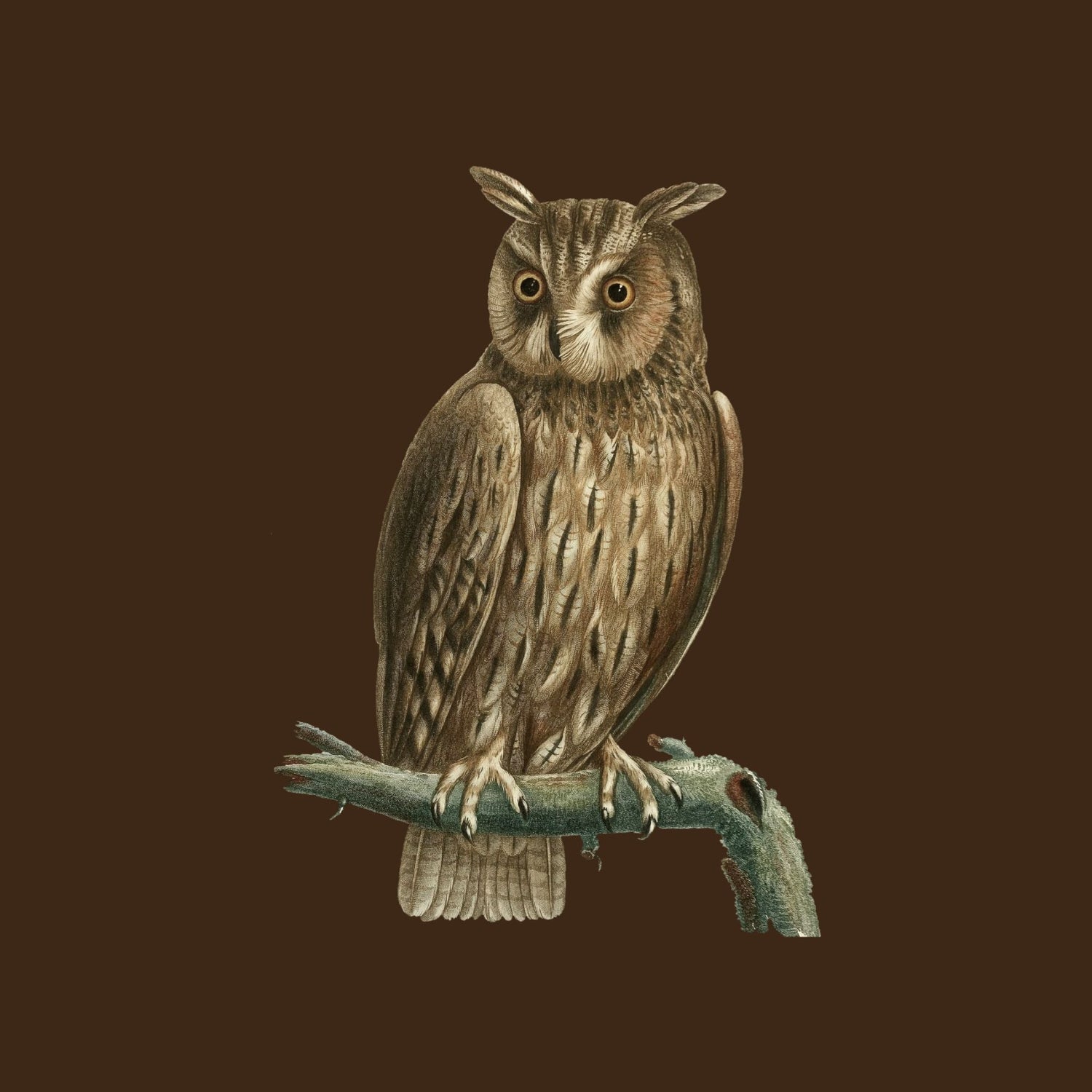 Owls