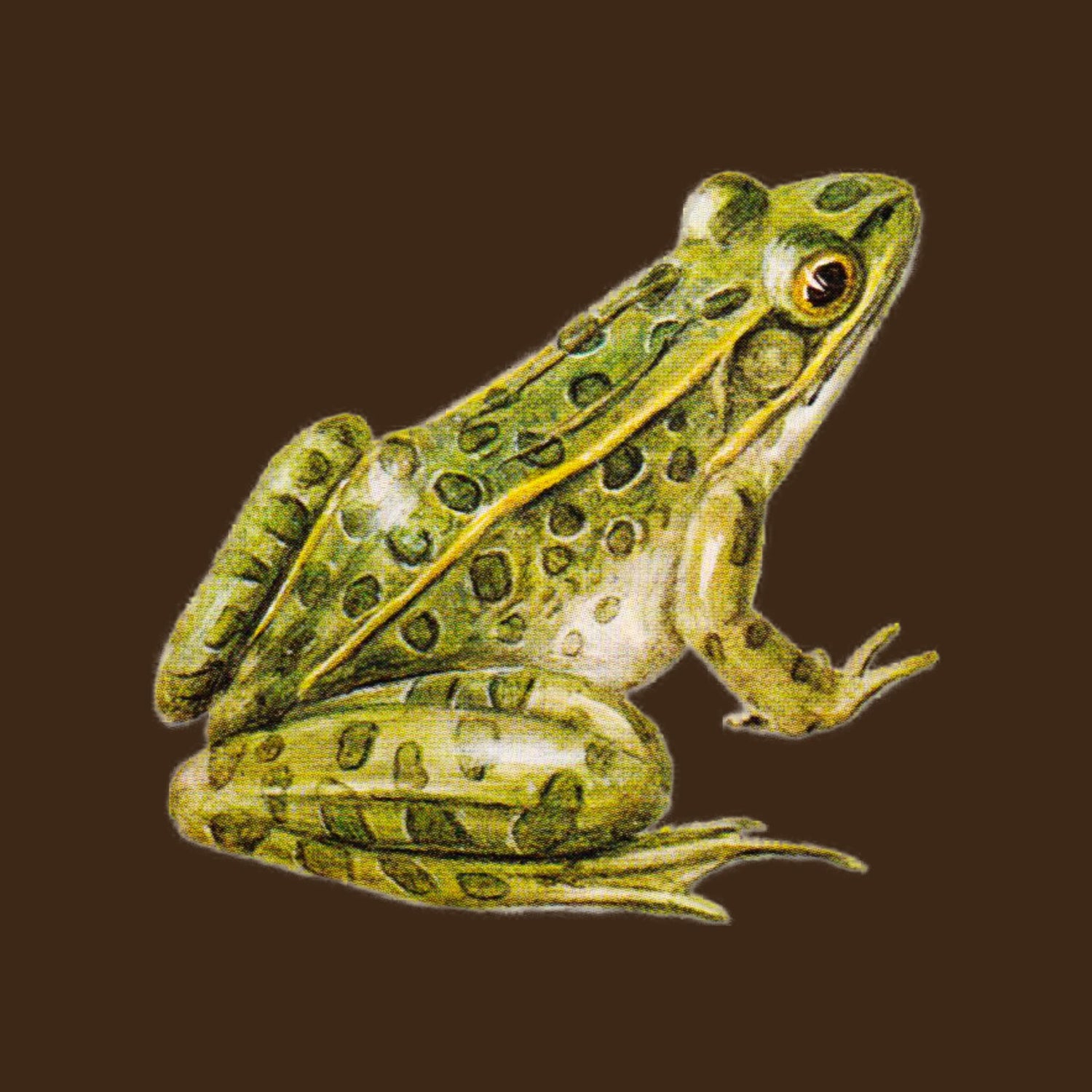 Frogs