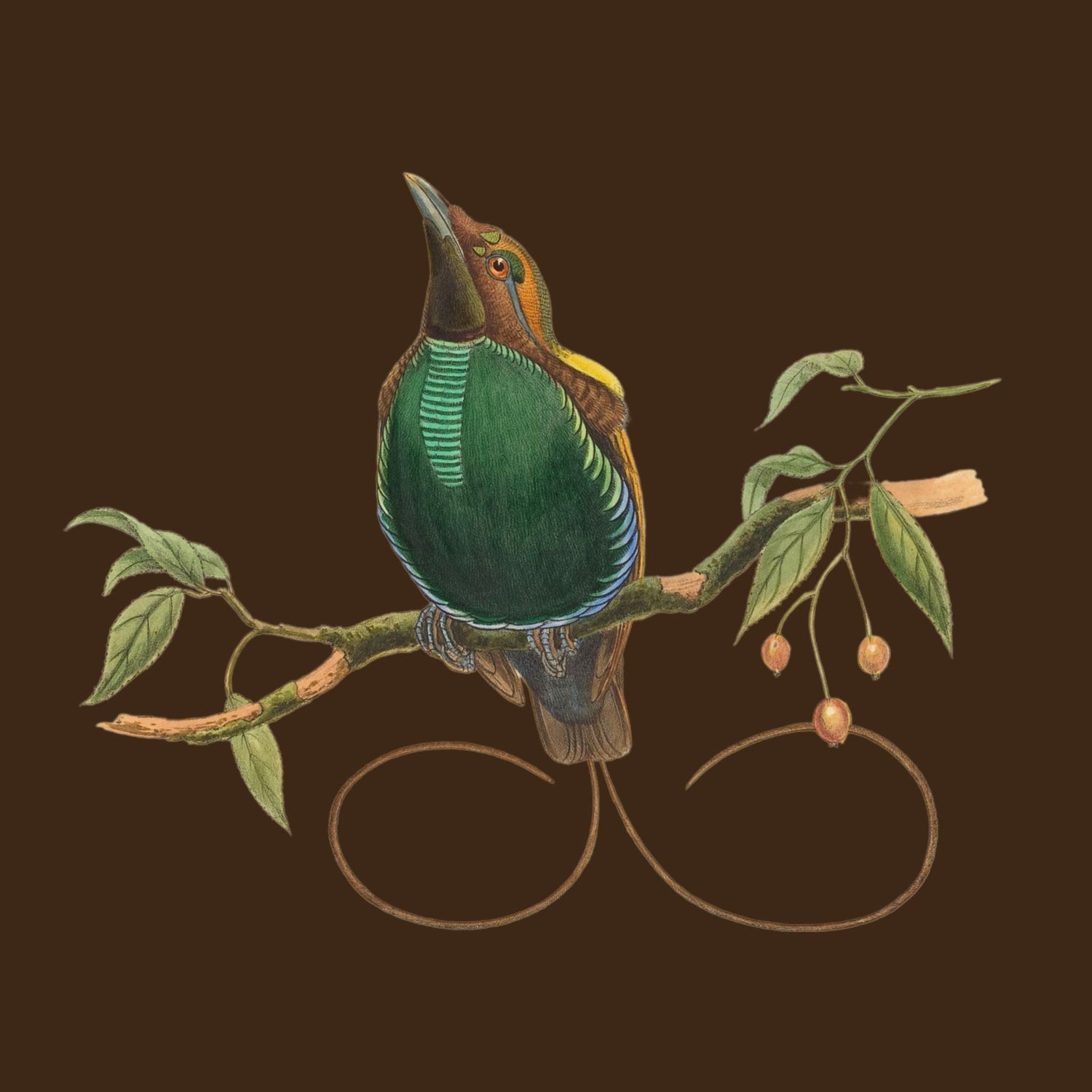 Birds